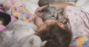 Gattini domestici dormono abbracciati dalla loro dolce sorellina umana (VIDEO)