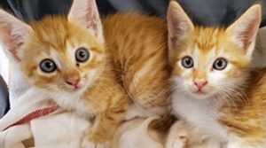 Gattini gemelli ma di madre diversa hanno serie difficoltà ad approcciarsi (VIDEO)