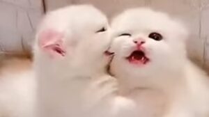 Gattini gemelli giocano alla lotta e sono di una tenerezza davvero unica (VIDEO)