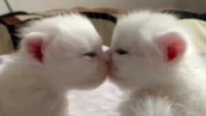 Gattini gemelli non permettono ai fratellini di mangiare da quello che è diventato il loro piatto (VIDEO)