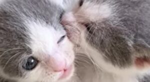Gattini gemelli orfani riescono a trovare la gioia dopo la perdita della madre (VIDEO)