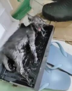 Gattino salvato da una trappola per topi: ritrovato sfinito e senza forze