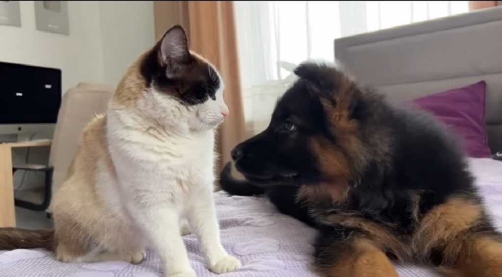 primo incontro tra un gattino e un cucciolo di pastore tedesco