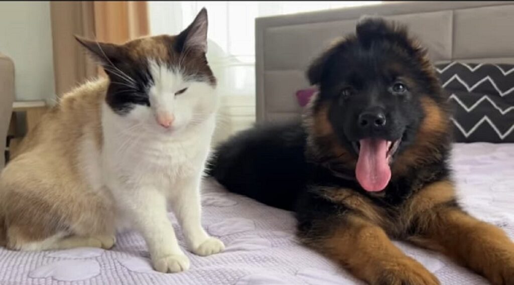 video di un gattino e di un cucciolo di pastore tedesco