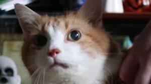 Il gattino Butters miagola insistentemente per ottenere le attenzioni del suo umano (VIDEO)