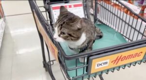 Il gattino Coco fa shopping per la prima volta (VIDEO)