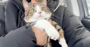 Il gattino Coco va alla stazione di servizio per la prima volta (VIDEO)