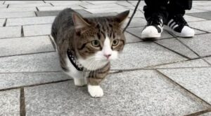 Il gattino Coco fa una passeggiata nel parco per la prima volta (VIDEO)