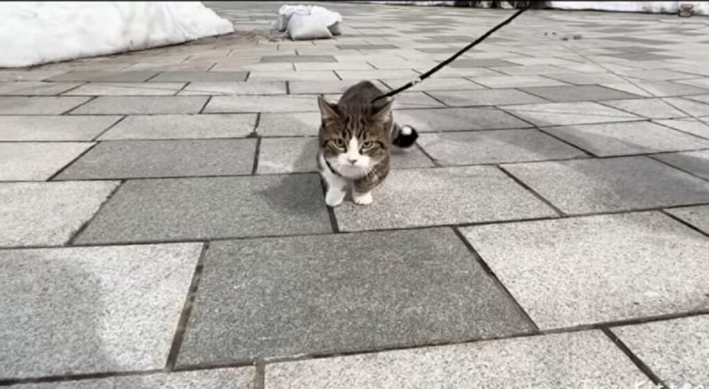 prima passeggiata del gattino coco