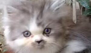 Il gattino Fluffy non sopporta di restare da solo e lontano dalla famiglia (VIDEO)