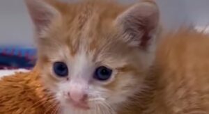 Il gattino Kiki ha smesso di avere paura con l’amore di una donna che lo ha salvato (VIDEO)