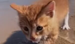 Il gattino Marlin crede di essere un cane e ama fare tantissime cose (VIDEO)