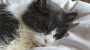 Il gattino Morag è stato richiesto da tremila persone, dopo il rischio di trascorrere la vecchiaia in gattile