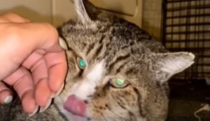 Il gattino Mr Krabs ha scelto la donna con cui stare per il resto della vita (VIDEO)