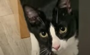 Il gattino O’Malley fa di tutto quando si tratta del suo fedele umano (VIDEO)