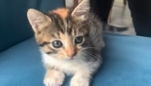 Gattino calico dagli occhi blu sogna di trovare la famiglia perfetta per lui (VIDEO)