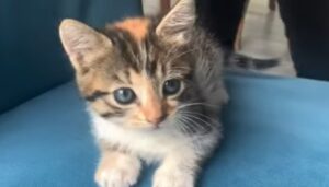 Gattino calico dagli occhi blu sogna di trovare la famiglia perfetta per lui (VIDEO)
