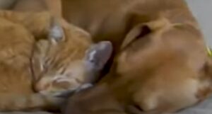 Il gattino domestico Kelvin conforta e aiuta a gestire l’ansia della sua amica cagnolona (VIDEO)