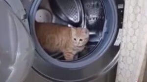 Gattino domestico energico si diverte a correre all’interno della lavatrice (VIDEO)