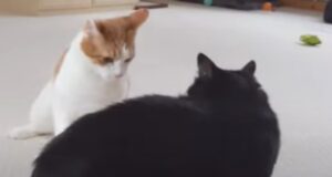 Gattino domestico fa il predatore e “caccia” il suo fratellino (VIDEO)