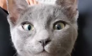 Gattino domestico si addormenta con le coccole del suo umano (VIDEO)