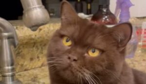 Il gattino indagatore Remy cerca di comprendere il meccanismo del rubinetto (VIDEO)