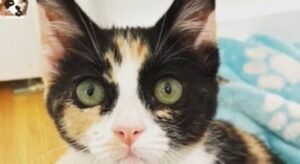 Il gattino malformato Apple era destinato alla morte ma una donna ha deciso di prendersene cura (VIDEO)