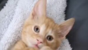 Il gattino malformato Emile trova la gioia di vivere grazie ad un’amicizia speciale (VIDEO)