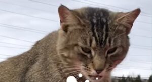 Il gattino meccanico Buster ha scelto il lavoro dei suoi sogni (VIDEO)