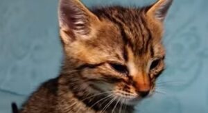Gattino orfano piange disperatamente perché sta male e non c’è la sua mamma (VIDEO)