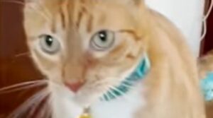 Il gattino Peaches ha impiegato un po’ di tempo prima di accettare il piccolo Skippy (VIDEO)