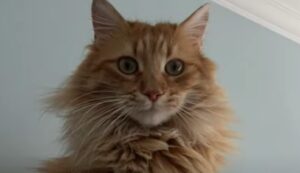 Gattino randagio due anni fa, ora è uno splendido gatto domestico (VIDEO)