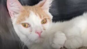 Gattino selvatico necessitava di un compagno di giochi; arriva Rosie (VIDEO)