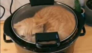 Gattino si riposa felicemente all’interno di una pentola per cucinare (VIDEO)