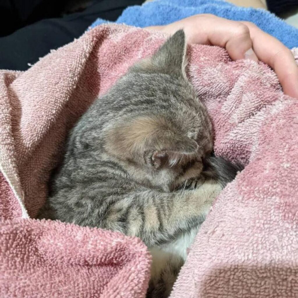 gattino nella coperta