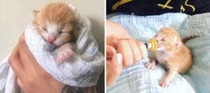 Un gattino arancione abbandonato a pochi giorni di vita cerca casa