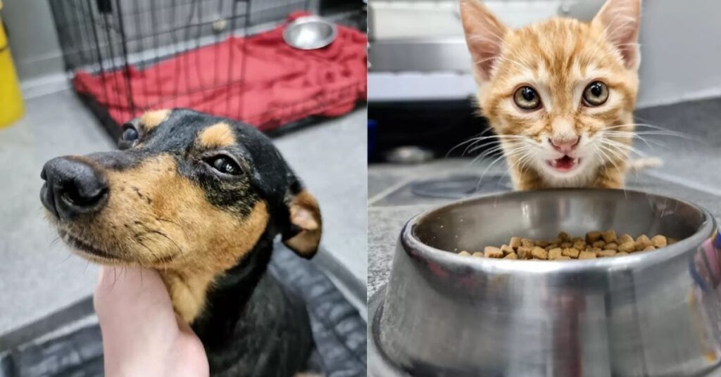 Dolce gattino scappa dalla sua gabbia per confortare un cane malato e spaventato dal veterinario