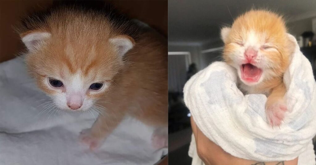 gattino arancione abbandonato a pochi giorni di vita cerca casa
