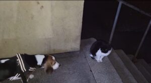 Gatto incontra un cucciolo di Beagle per la prima volta (VIDEO)