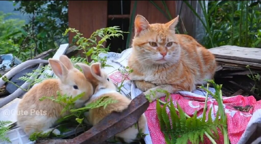 gatto incontra due conigli per la prima volta