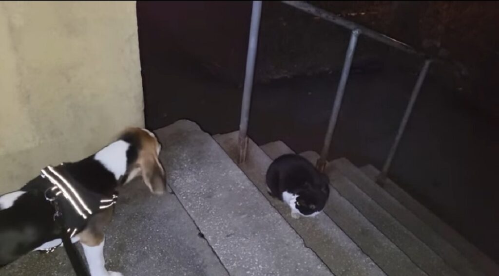 gatto incontra un cucciolo di beagle per la prima volta