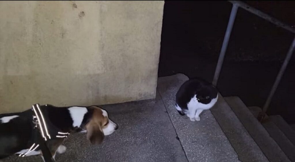 video di un gatto e un cucciolo di beagle