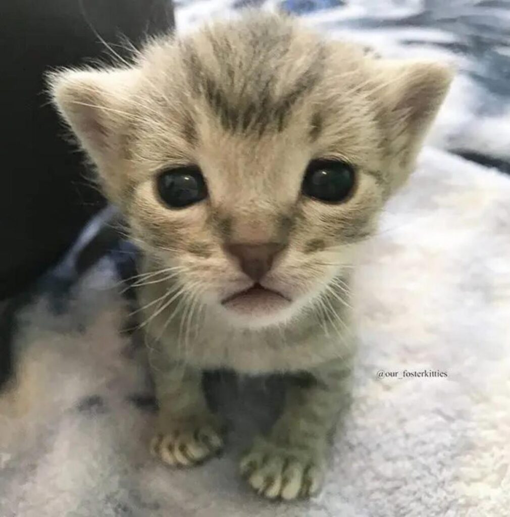 cucciolo di gatto