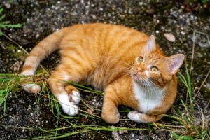 Gatto bloccato in una poltrona fa un lungo viaggio