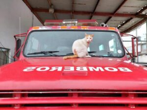 Gatto bloccato su un tetto è stato adottato dai vigili del fuoco