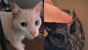 Il gatto porta a casa un “regalo” molto particolare per la sua padrona