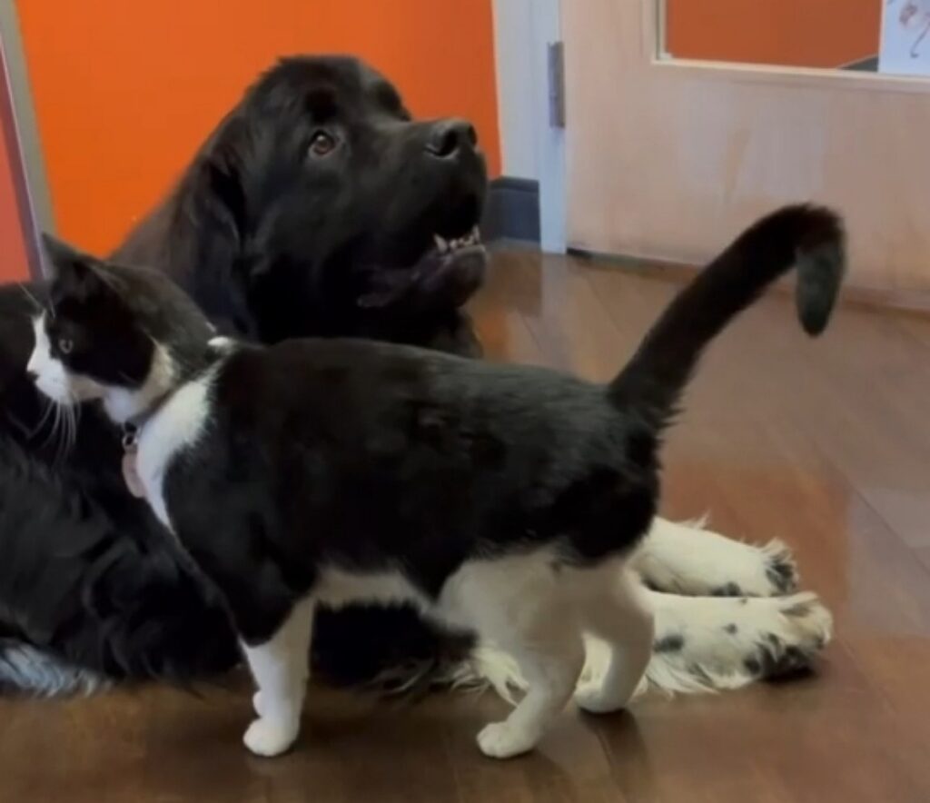 cane e gatto in ambulatorio