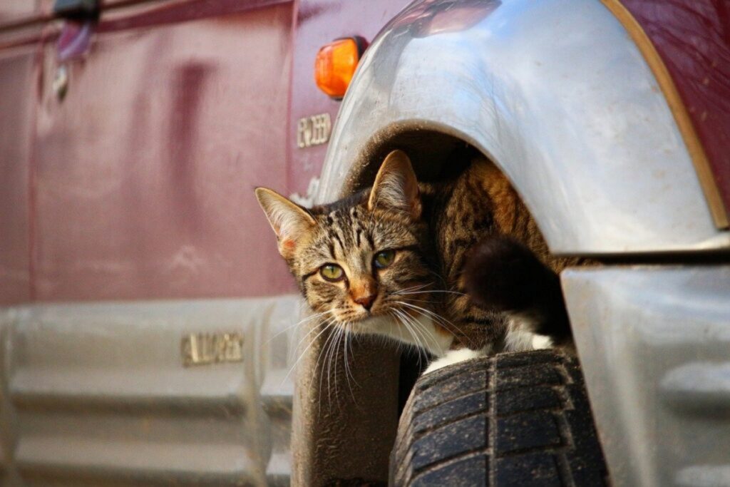 gatto sulla ruota di una macchina