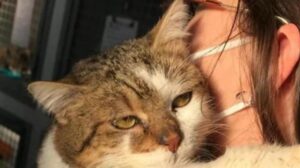 Il gatto Orazio salvato grazie ad un intervento difficilissimo
