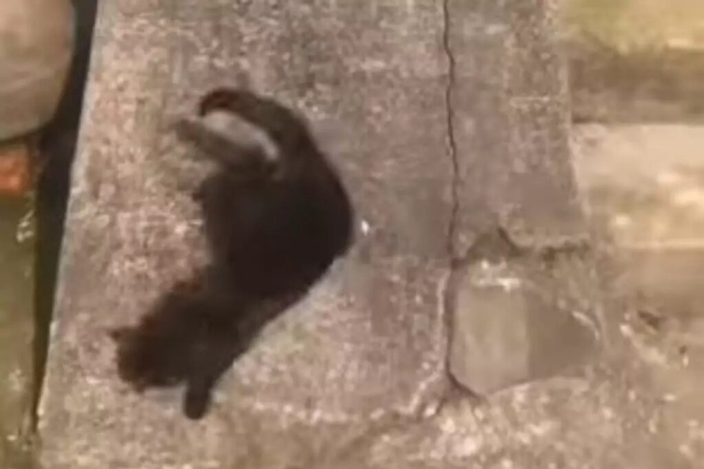 gattino gioca su un muretto